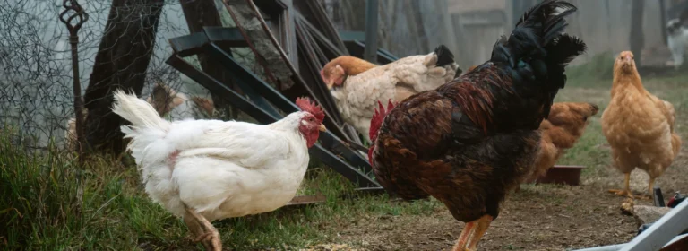 Avian influenza (bird flu) in humans: What you should know